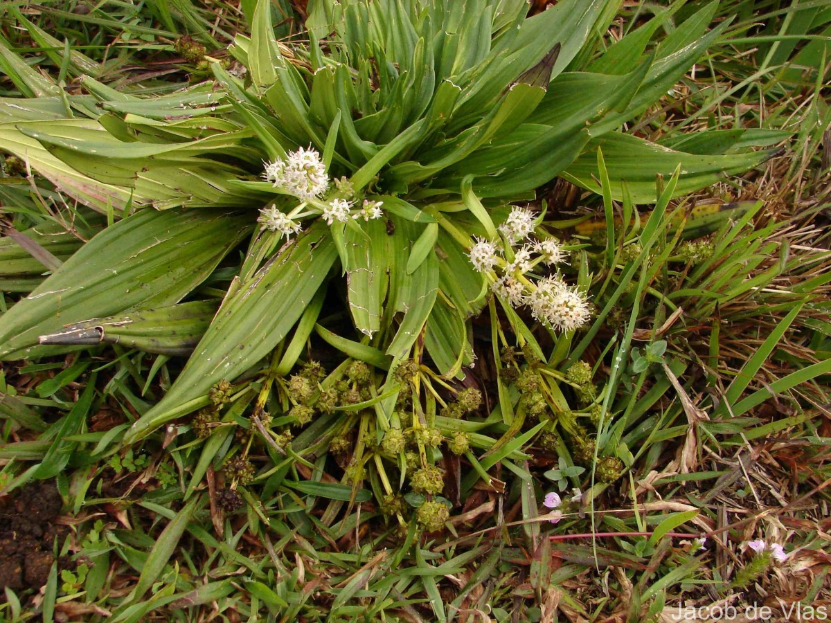Hedyotis plantaginifolia Arn.